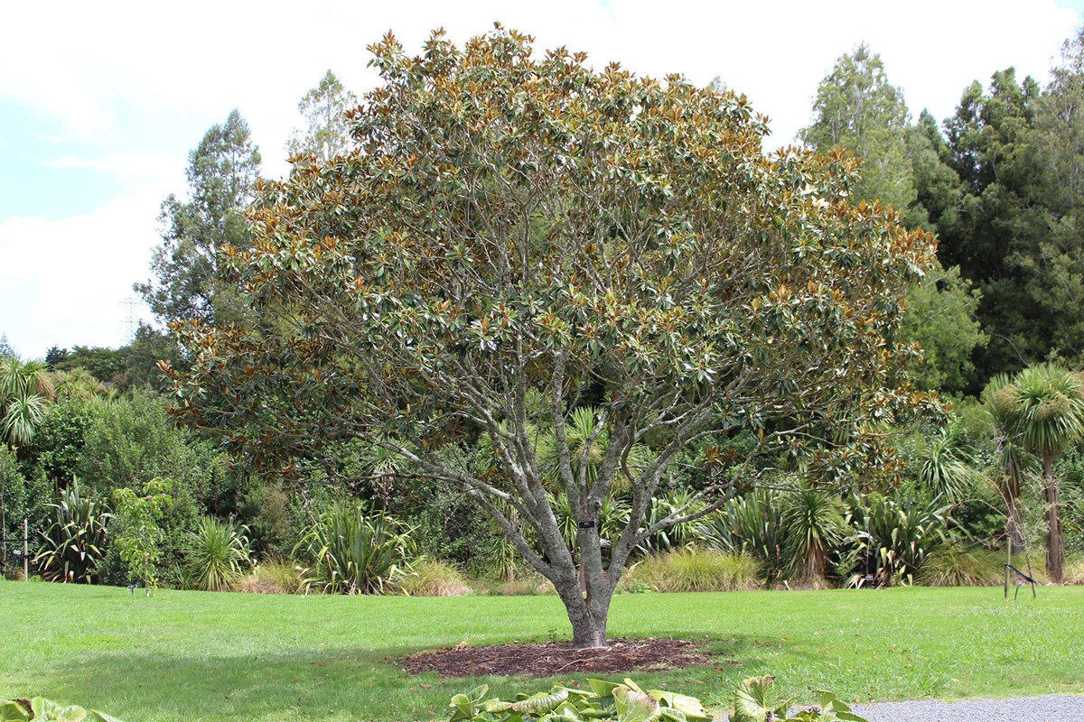 Magnolia grandiflora Little Gem 04.jpg